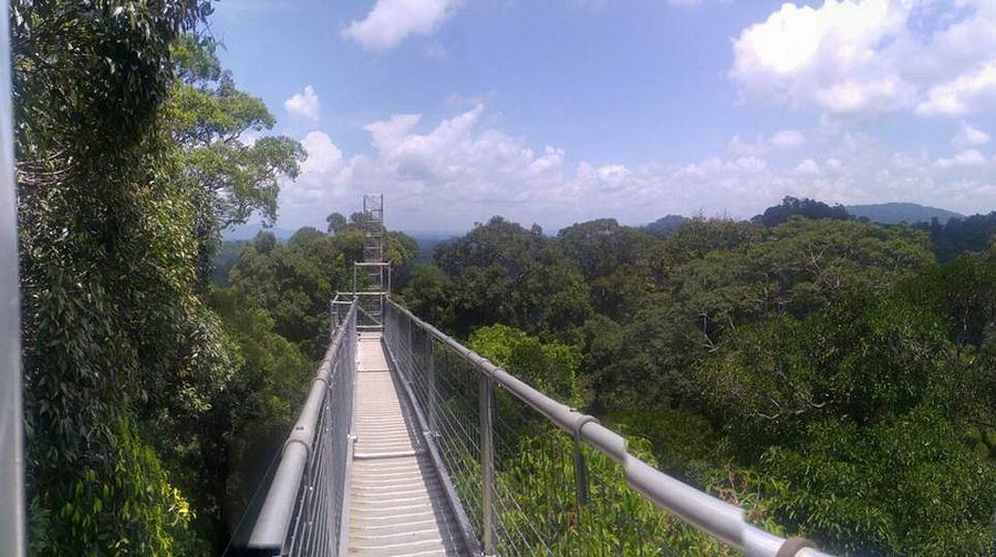 Ulu Temburong Milli Parkı'nda Yağmur Ormanı Macerası